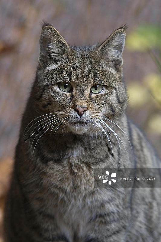 野生猫科动物图片素材