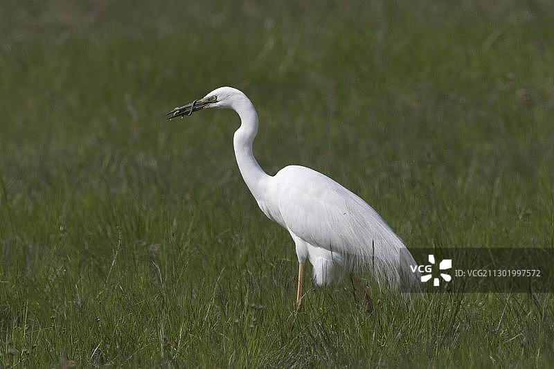 大白鹭图片素材