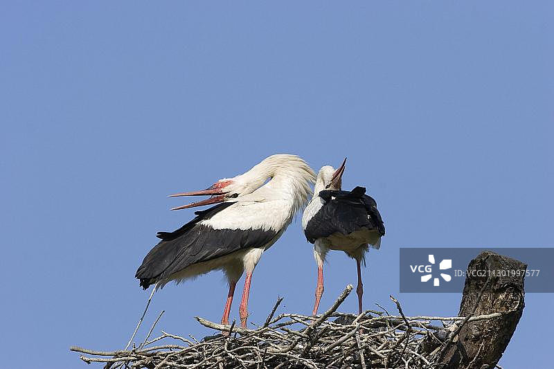 白鹳图片素材