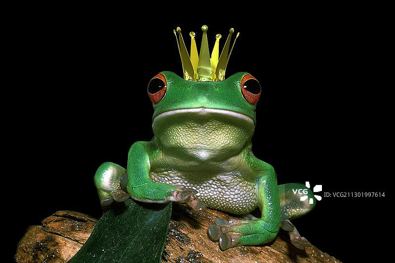 青蛙国王图片素材