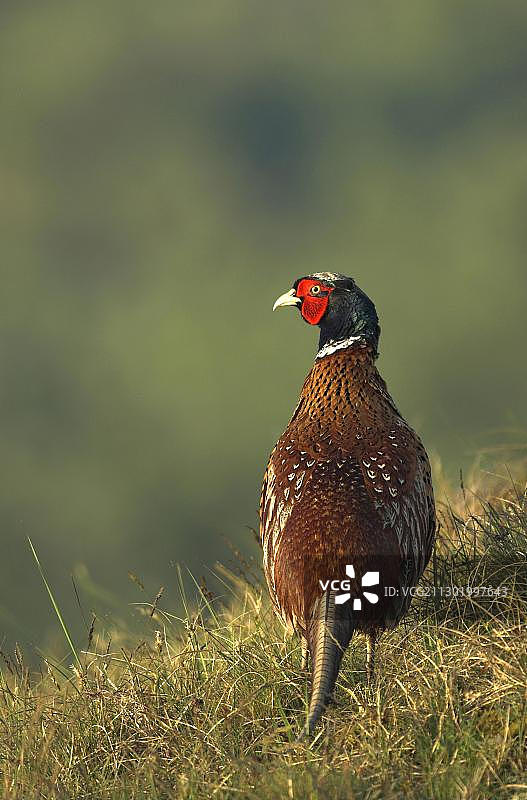 野鸡（环颈雉）图片素材