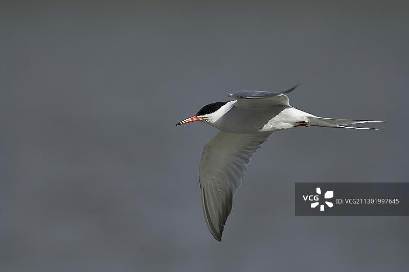 普通燕鸥图片素材