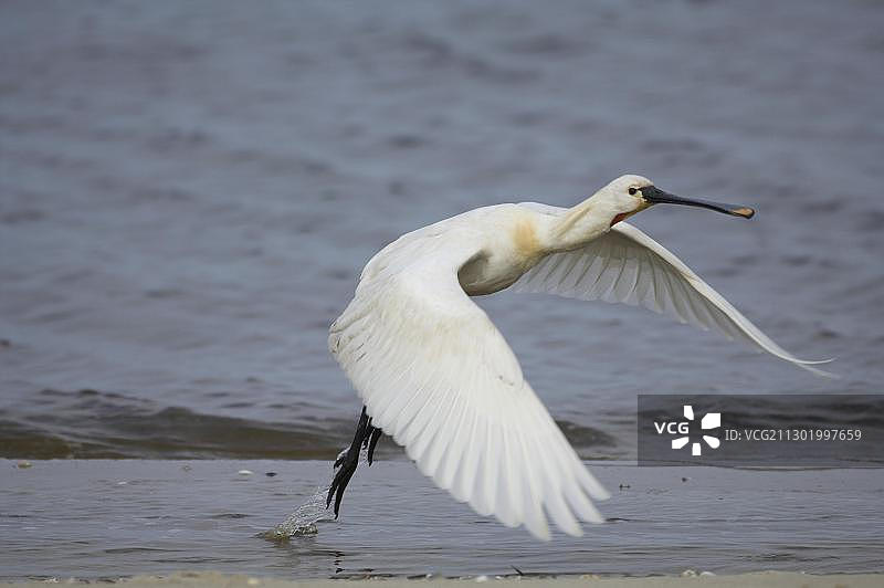 白琵鹭图片素材