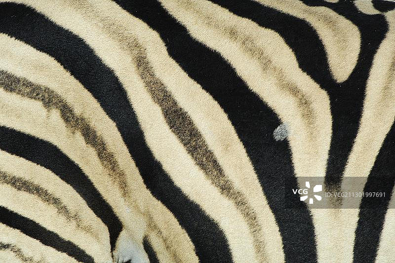 布氏斑马皮毛图案图片素材