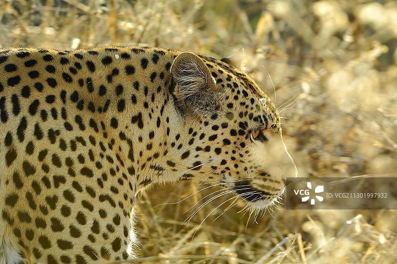 豹的追踪特写图片素材