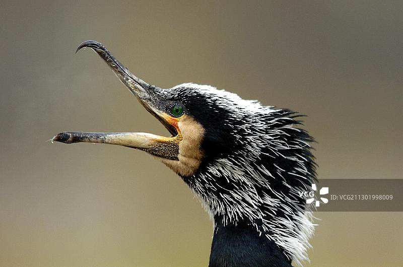 张开喙的鸬鹚图片素材