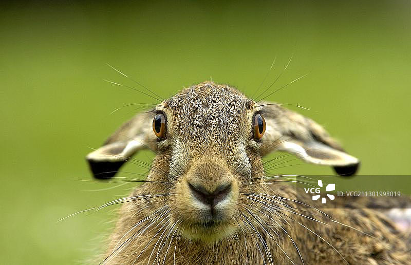 小野兔图片素材