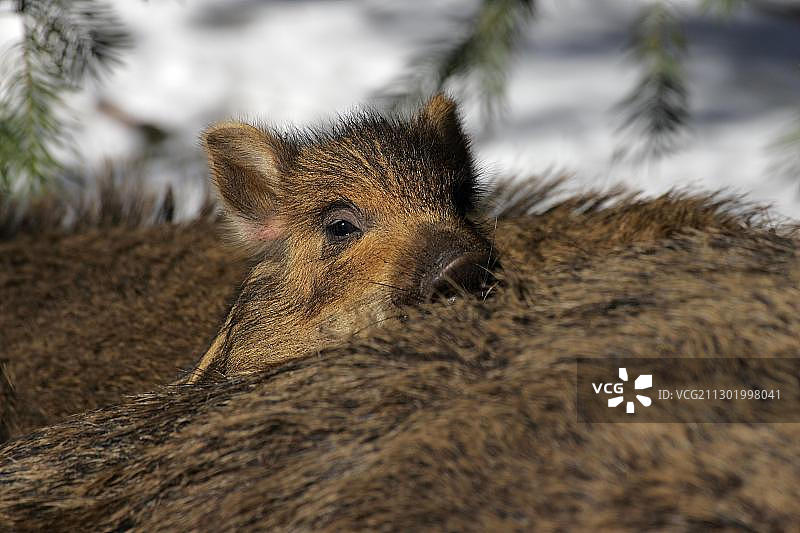雪地里母猪背上的野猪崽（野猪）图片素材
