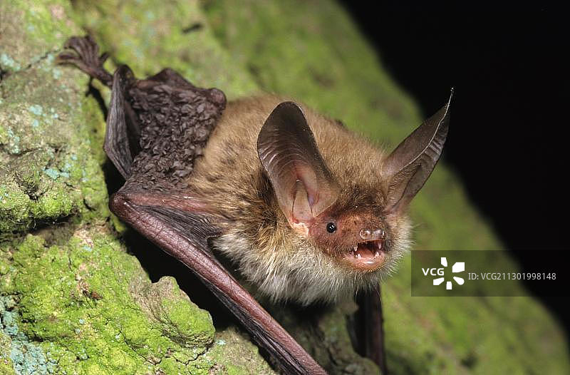 贝氏鼠耳蝠图片素材