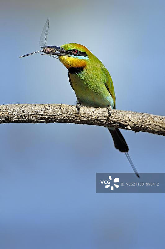 蜂虎鸟捕食蜻蜓图片素材