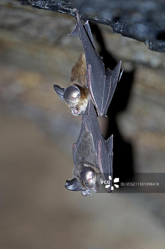 菊头蝠，泰国图片素材