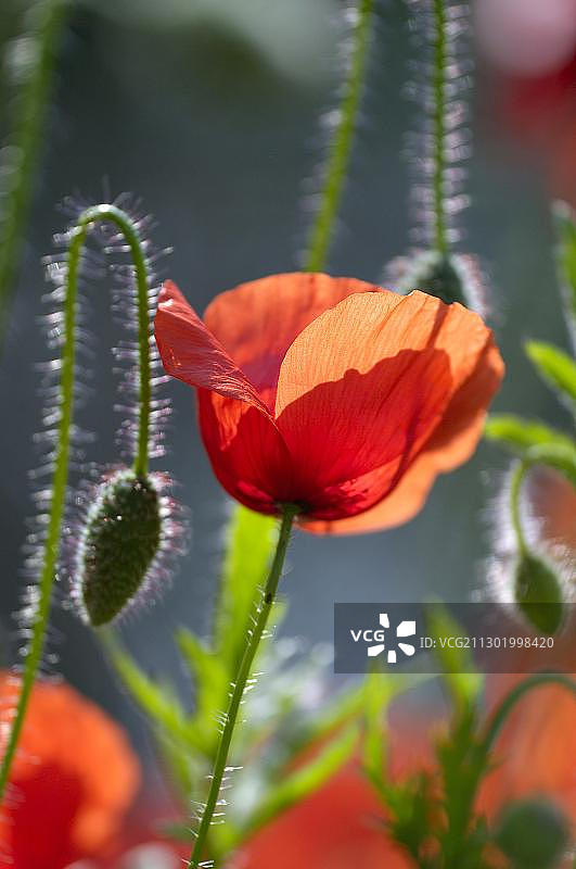 虞美人图片素材