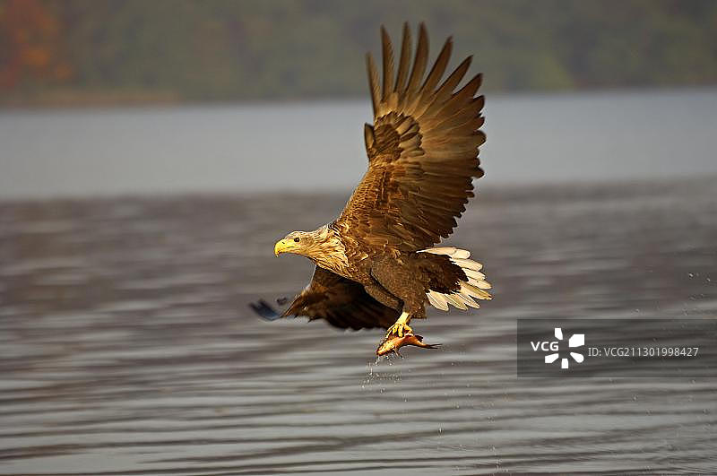 白尾海雕图片素材