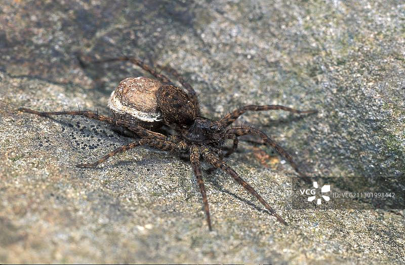 携带卵囊的狼蛛图片素材