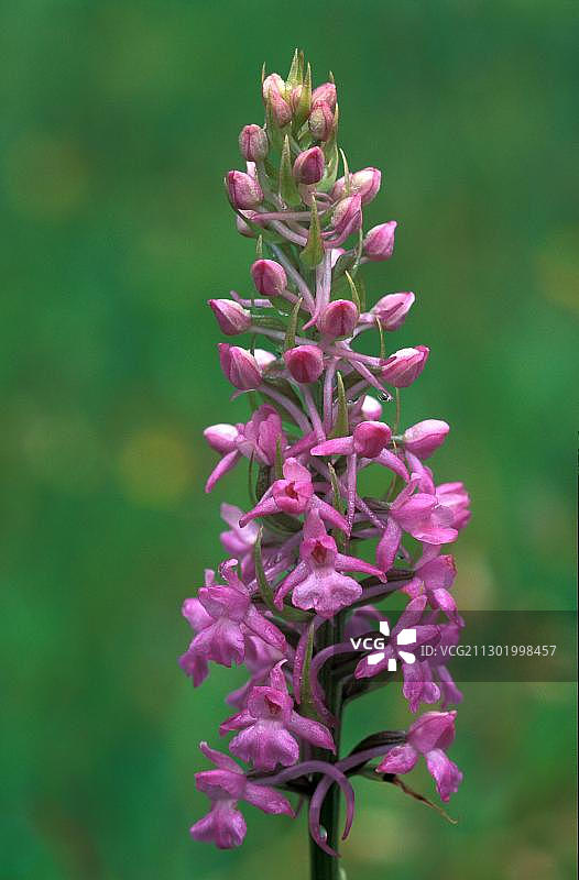 香兰（Gymnadenia conopsea）图片素材