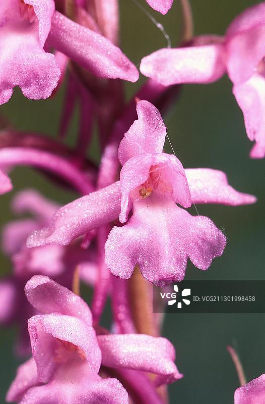 香兰（Gymnadenia conopsea）图片素材