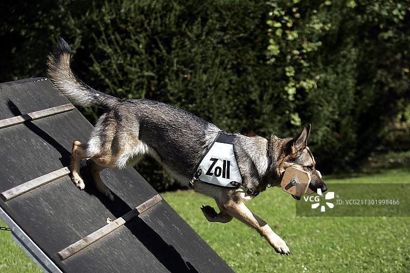 德国斯图加特海关办公室的训练犬图片素材