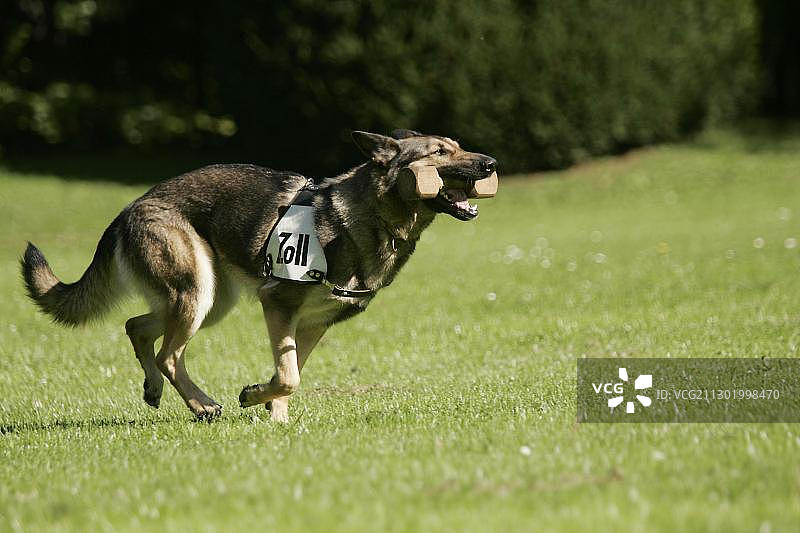 德国斯图加特海关办公室的训练犬图片素材