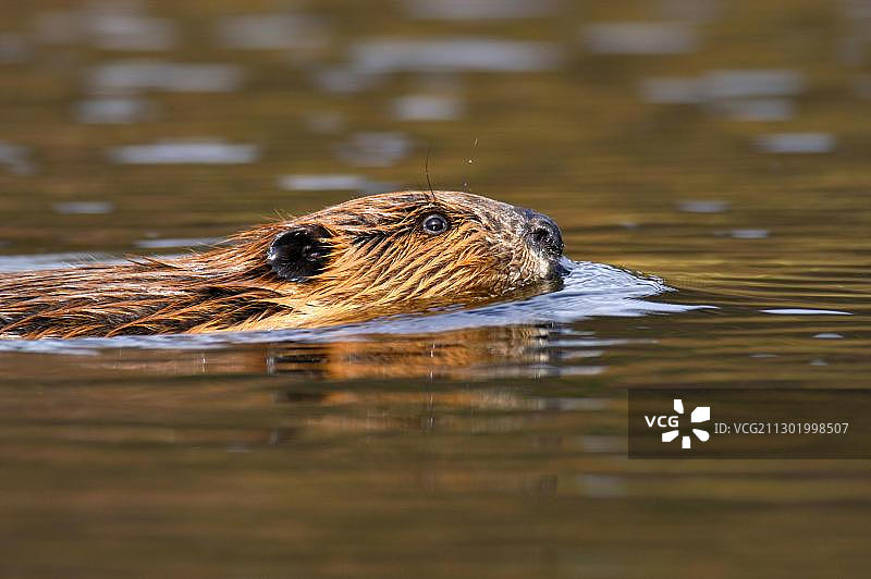 河狸肖像图片素材