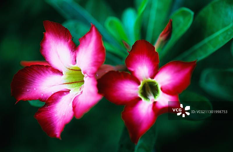 沙漠玫瑰（Adenium obesum），巴厘岛，印度尼西亚图片素材