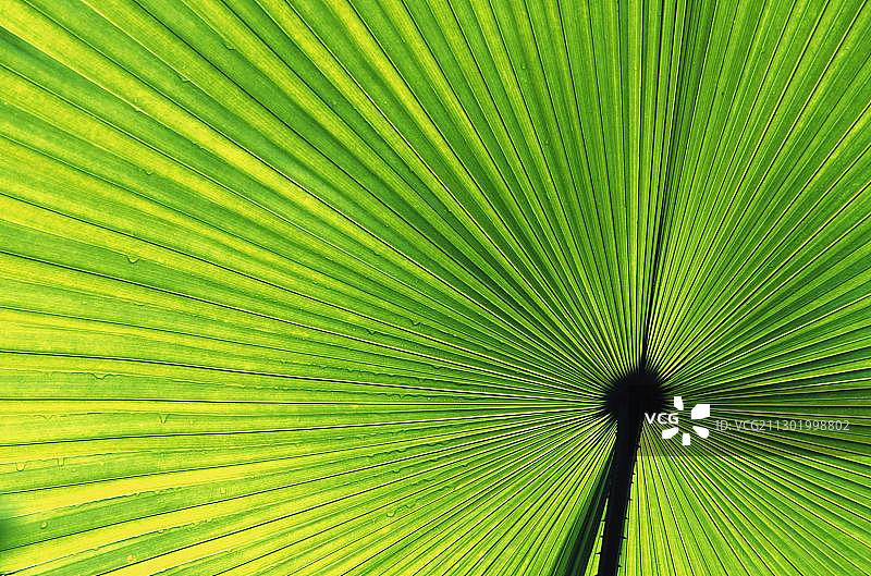 非洲塞舌尔群岛普拉兰岛五月谷国家公园的棕榈叶图片素材