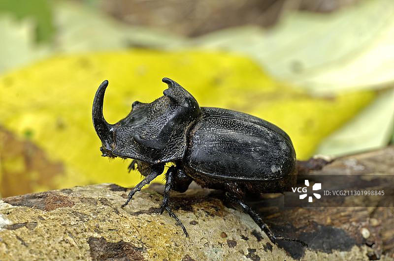 泰国圆柱朽木甲虫图片素材