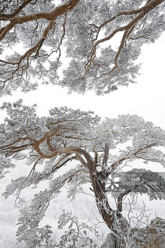 冬季松树图片素材