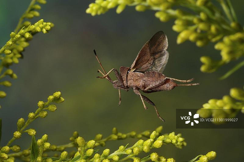 Coreus marginatus图片素材