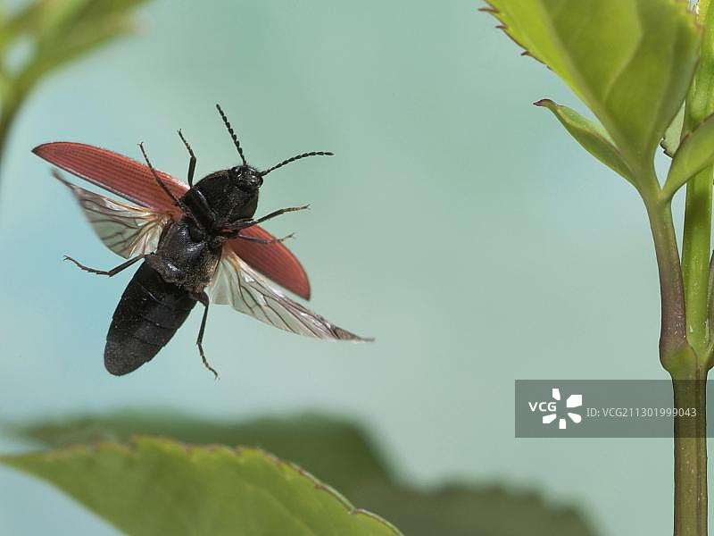 叩头虫（Ampedus sanguineus）图片素材