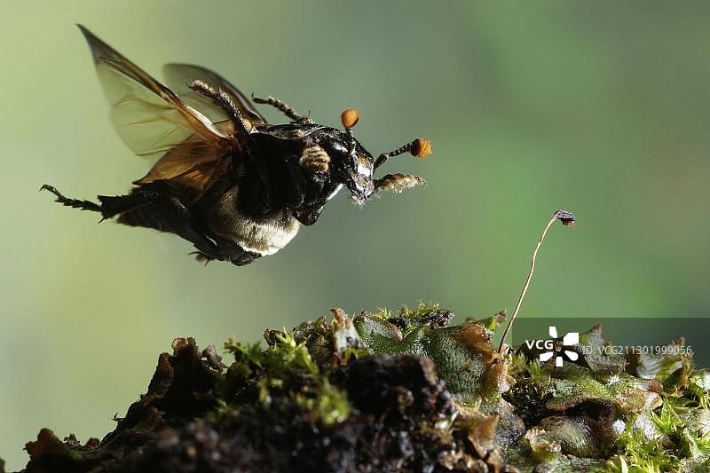 埋葬甲虫（Necrophorus vespillo）图片素材