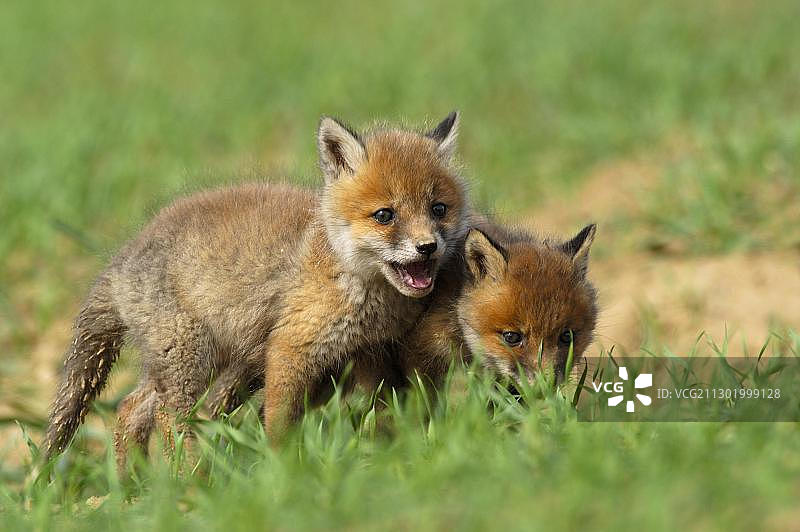 红狐幼崽嬉戏图片素材