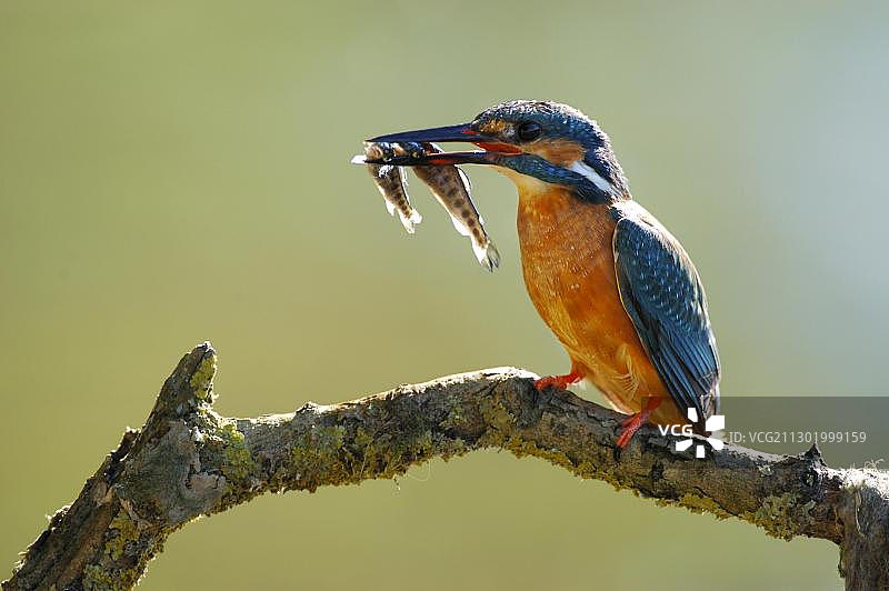 翠鸟捕到两条鱼（雌性）图片素材