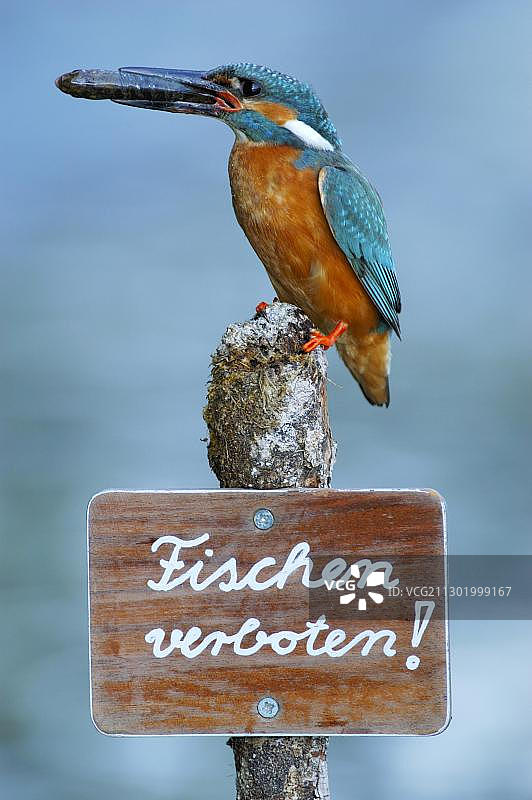 雄性翠鸟捕食后栖息在禁渔标志上图片素材