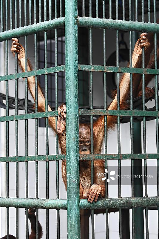 婆罗洲红毛猩猩护理与隔离中心图片素材