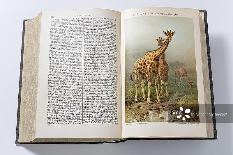 两只长颈鹿照片，源自1904年德国百科全书图片素材