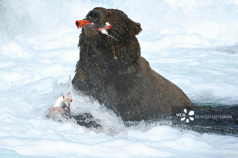 美国卡特迈国家公园布鲁克斯河捕获鲑鱼的棕熊图片素材