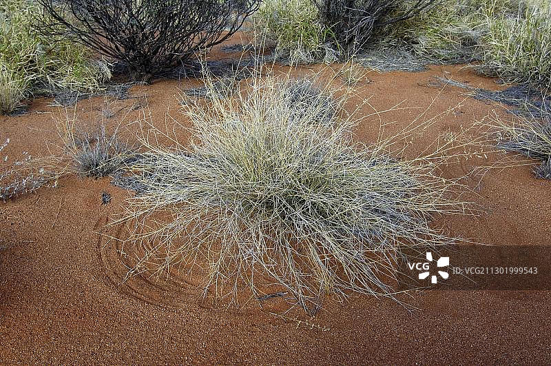 铁芒草图片素材