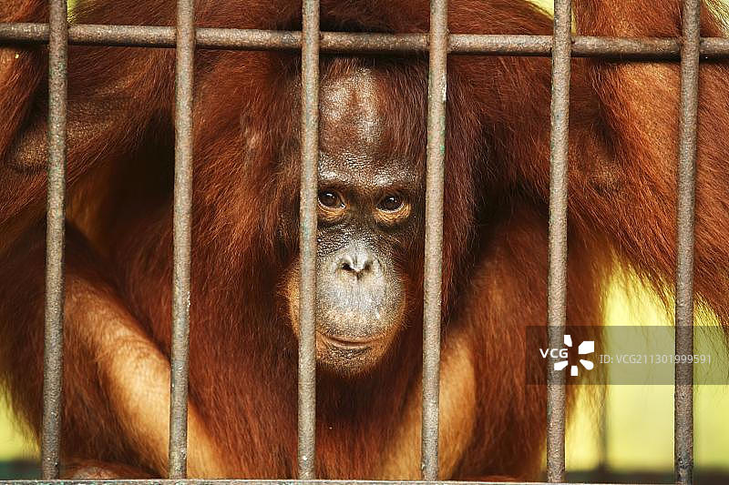 婆罗洲红毛猩猩护理与隔离中心图片素材