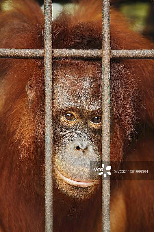 婆罗洲红毛猩猩护理与隔离中心图片素材