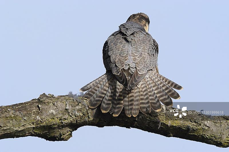 德国，欧洲，正在打理羽毛的游隼图片素材