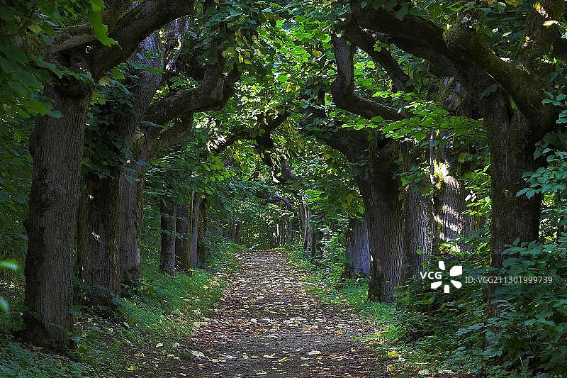 德国巴登-符腾堡州，瓦特豪森城堡附近的绿色梧桐大道图片素材