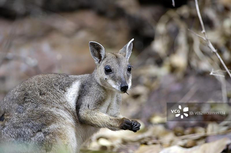 黑胁岩袋鼠，澳大利亚北领地利奇菲尔德国家公园图片素材