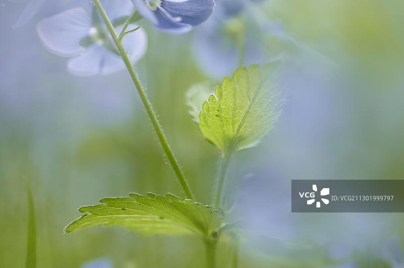 婆婆纳图片素材