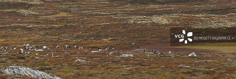 挪威布斯克吕郡诺勒菲尔的野生驯鹿群（全景）图片素材