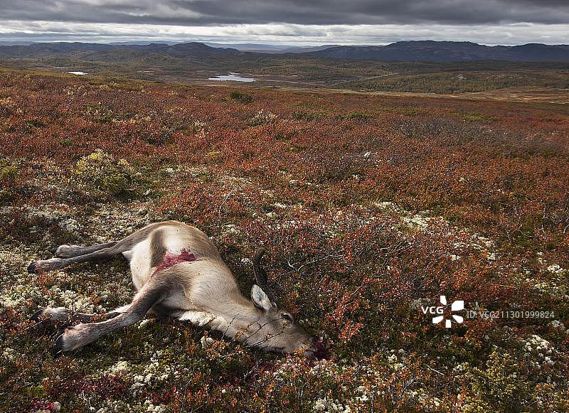 野生驯鹿，挪威布斯克吕郡诺勒菲耶尔图片素材