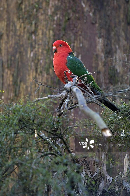澳大利亚国王鹦鹉，维多利亚州图片素材
