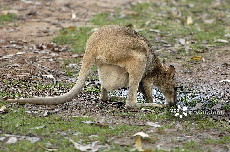 敏捷沙袋鼠，卡卡杜国家公园，澳大利亚图片素材