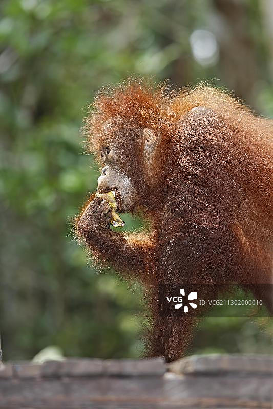 印度尼西亚加里曼丹丹戎 puting 国家公园的猩猩图片素材