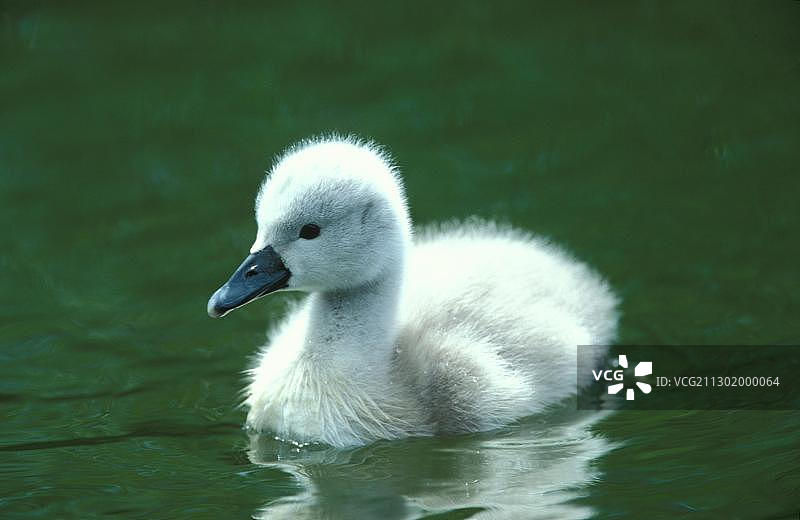 疣鼻天鹅(天鹅色)图片素材