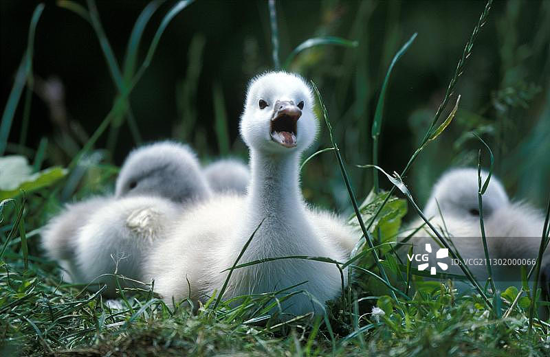 疣鼻天鹅(天鹅色)图片素材